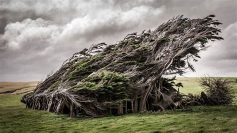 These Trees In New Zealand Were Permanently Shaped By The Wind Photo