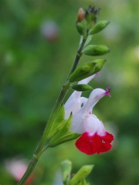 Salvia Hot Lips Beth Chattos Plants And Gardens