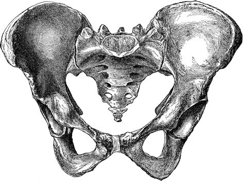 Who is affected by osteoporosis. Female Pelvis from Before | ClipArt ETC