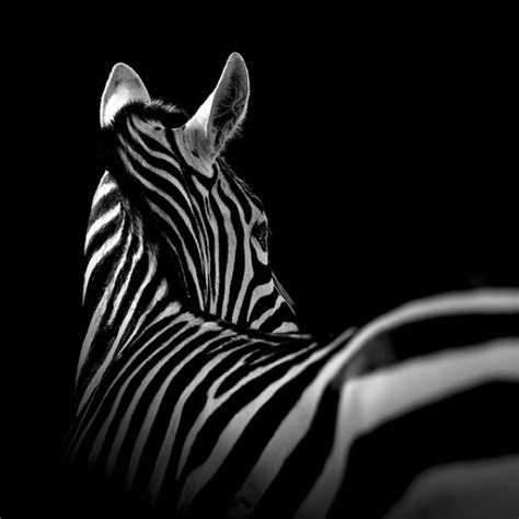 Artist Takes Powerful And Intimate Black And White Animal