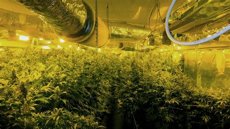 Kieler Polizei Findet Cannabis Plantage In Tiefgarage NDR De