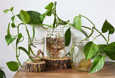Best Plants That Grow In Water Indoors