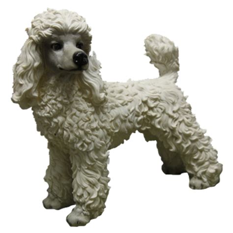 Standard Poodle Miniature Poodle Toy Poodle Puppy - puppy png download - 500*500 - Free ...