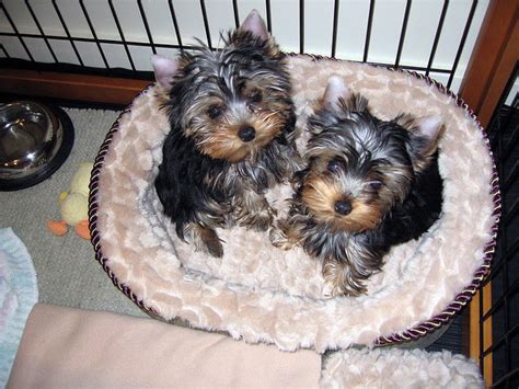 Puppies for sale el paso. View Ad: Yorkshire Terrier Dog for Adoption near Texas, EL PASO, USA. ADN-33183
