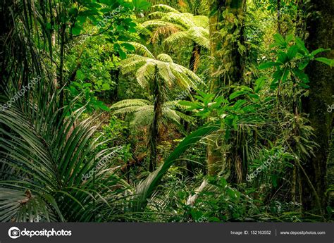 Tropical Jungle Forest — Stock Photo © Stillfx 152163552