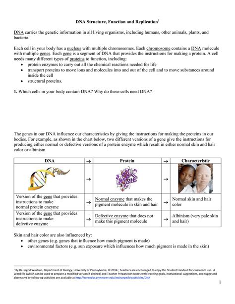 13 what type of biomolecule is dna? DNA Structure, Function and Replication 1