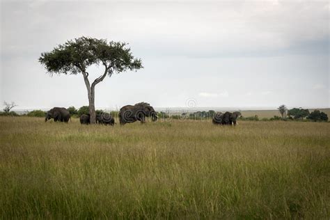 African Elephants Under Trees On Savannah Stock Image Image Of Green
