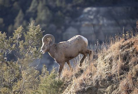 Latest Survey Reveals Record 347 North Dakota Bighorn Sheep In States