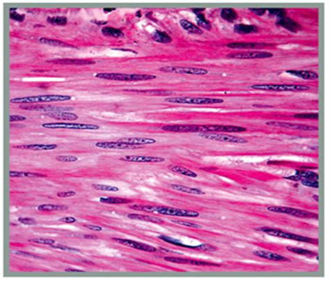 Download a free preview or high quality adobe illustrator ai, eps, pdf and high resolution jpeg. LAB: Microscopic Anatomy and Organization of Muscle Tissue ...