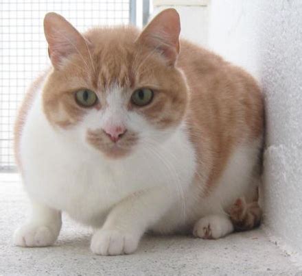 To exclude a word, you can simply add a dash in front of it. Sunny - 5 year old male Ginger and White Domestic Short ...
