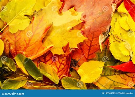 Autumn Background Wet Autumn Leaves In Water Stock Image Image Of
