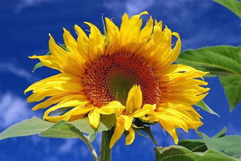 Unique Sunflower Starts Beautiful Insanity