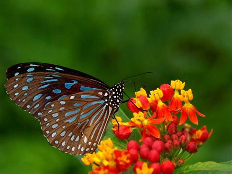 Wallpapers Butterfly Desktop Backgrounds Imagesee