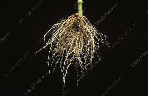 Fibrous Roots Of A Cosmos Plant Stock Image B700 0079 Science