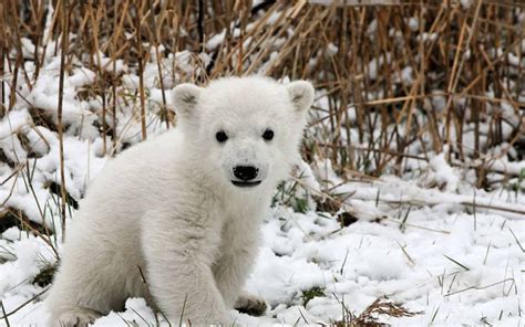 Polar Bear Cub Tableatny Flickr