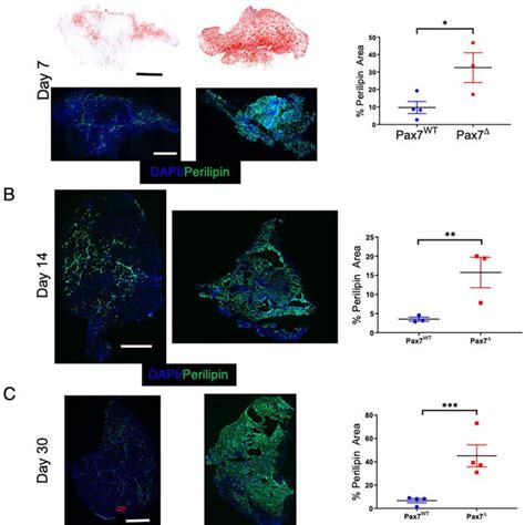 Ablation Of Pax7⁺ Mpcs In Mice Results In Marked Fat Infiltration