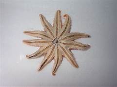 %e3%83%8b%e3%83%81%e3%83%aa%e3%83%b3%e3%83%88%e3%83%bc%e3%81%ae%e7%a9%b6%e6%a5%b5%e9%80%b2%e5%8c%96%e5%bd%a2%e3%81%8c%e3%81%a4%e3%81%84%e3%81%ab%e8%a7%a3%e7%a6%81%ef%bc%81%e3%81%9d%e3%81%ae%e6%a1%81