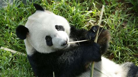 Adaptation Essay On Pandas