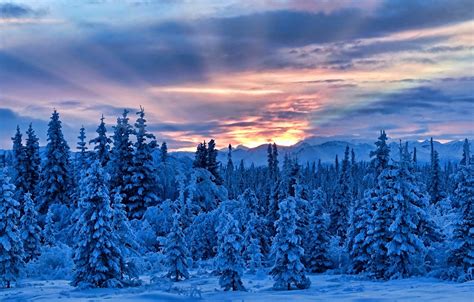 Wallpaper Winter Snow Trees Mountains Alaska Alaska Images For