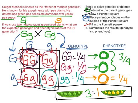 Do the cross and allow development of the resulting embryos at the permissive condition, to let the embryos develop, and then shift the young animals to the restrictive condition to look at the phenotype of their progeny. Monohybrid Cross Problems Answer Key - Solved Punnett ...