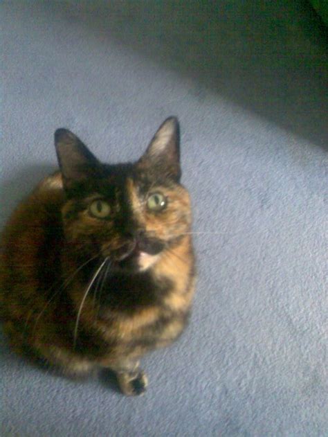 My Beautiful Tortie Very Much Missed Loved Forever Calico Cat