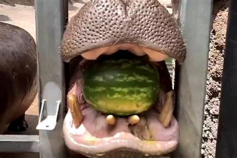 Watch How A Hippo Crushes A Watermelon To Take A Summer Chill With Its