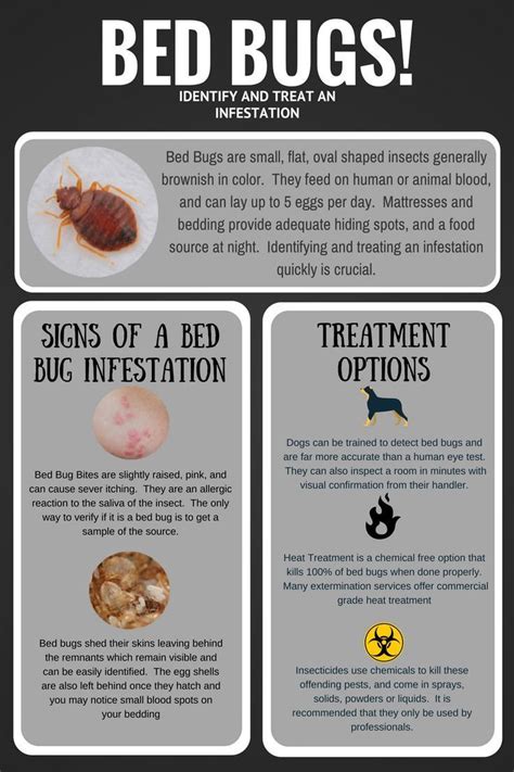 9 Effective Remedies To Get Rid Of Bed Bug Bites Bed Bug Bites Bed