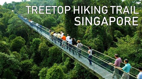 Looking for a great trail in macritchie reservoir park, central? Treetop Walk Hiking Trail | Singapore Macritchie Reservoir ...