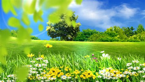 Stock Video Of Green Meadows And Flowers 1517548 Shutterstock