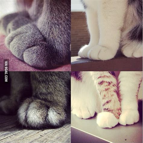 Cats Feet Are Sooooo Adorable 9gag