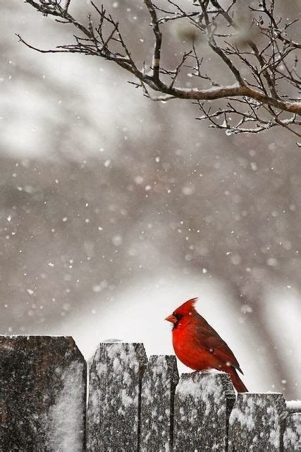 Free Download Red Bird In The Snow Red Birds In The Snow 427x640 For