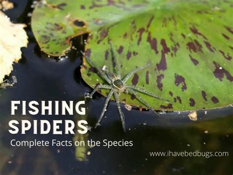 Fishing Spiders Complete Facts On The Species