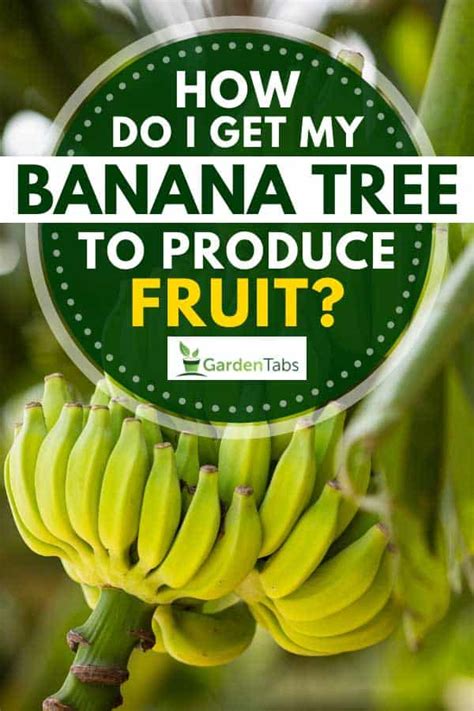 How Do I Get My Banana Tree To Produce Fruit