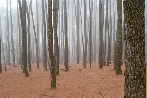Suasana Hutan Pinus Di Pagi Hari Picture Of Imogiri Pine Forest