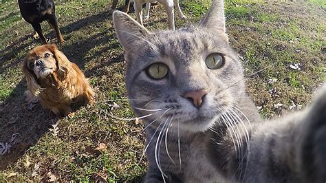 Meet The Cat Who Loves Taking Selfies Oversixty
