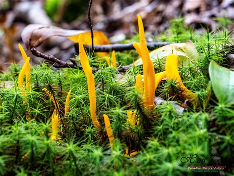 Canadian Nature Visions Yellow Finger Coral Mushroom And Other