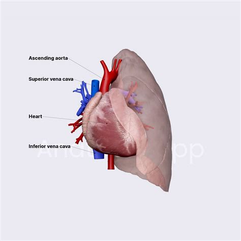 Pulmonary Circulation Lungs Thorax Anatomyapp Learn Anatomy