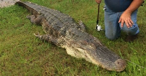 Mathis Resident Finds 12 Foot Alligator Near Lake Corpus Christi