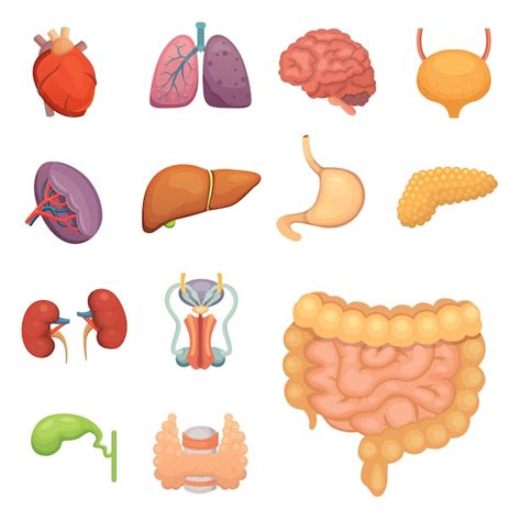 Conjunto De órganos Humanos De Dibujos Animados Anatomía Del Cuerpo