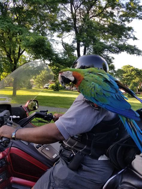 Guy In Motorcycle Next To Me Had A Parrot On His Shoulder R