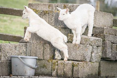 Nanny Goat Called Daisy Gives Birth To Rare Twin Sheep Goat Hybrid