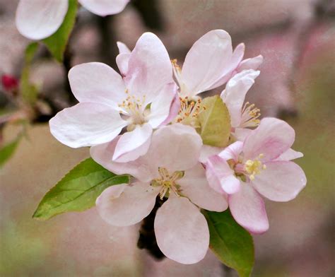 Apple Blossoms Photograph By Deena Stoddard Fine Art America