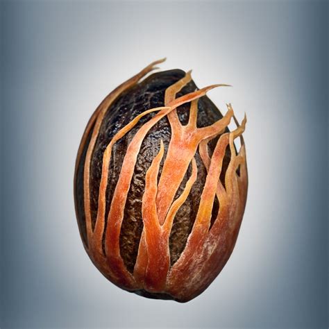 Beautiful Seed Photos Show Complexity Of Lifes Beginnings Wired