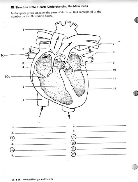 Free Unlabelled Diagram Of The Heart Download Free Unlabelled Diagram