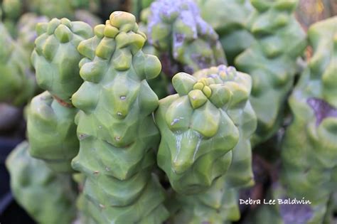 Ebay.com has been visited by 1m+ users in the past month Lophocereus schottii (totem pole cactus) from Mexico