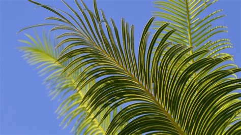 Download Wallpaper 1920x1080 Palm Tree Branches Leaves Sky Green