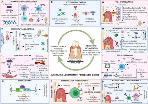 Frontiers Oral Dysbiosis And Autoimmunity From Local Periodontal
