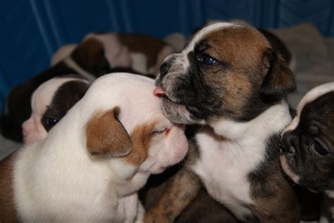 Puppy Kisses Puppy Kisses Puppies Dogs And Puppies