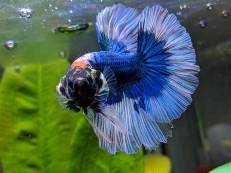 Why Do Betta Fish Flare Their Gills Is It Bad Or Good Aquanswers