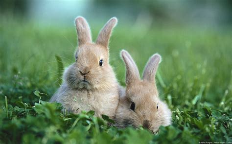 Cute Rabbits In Photos Funny And Cute Animals